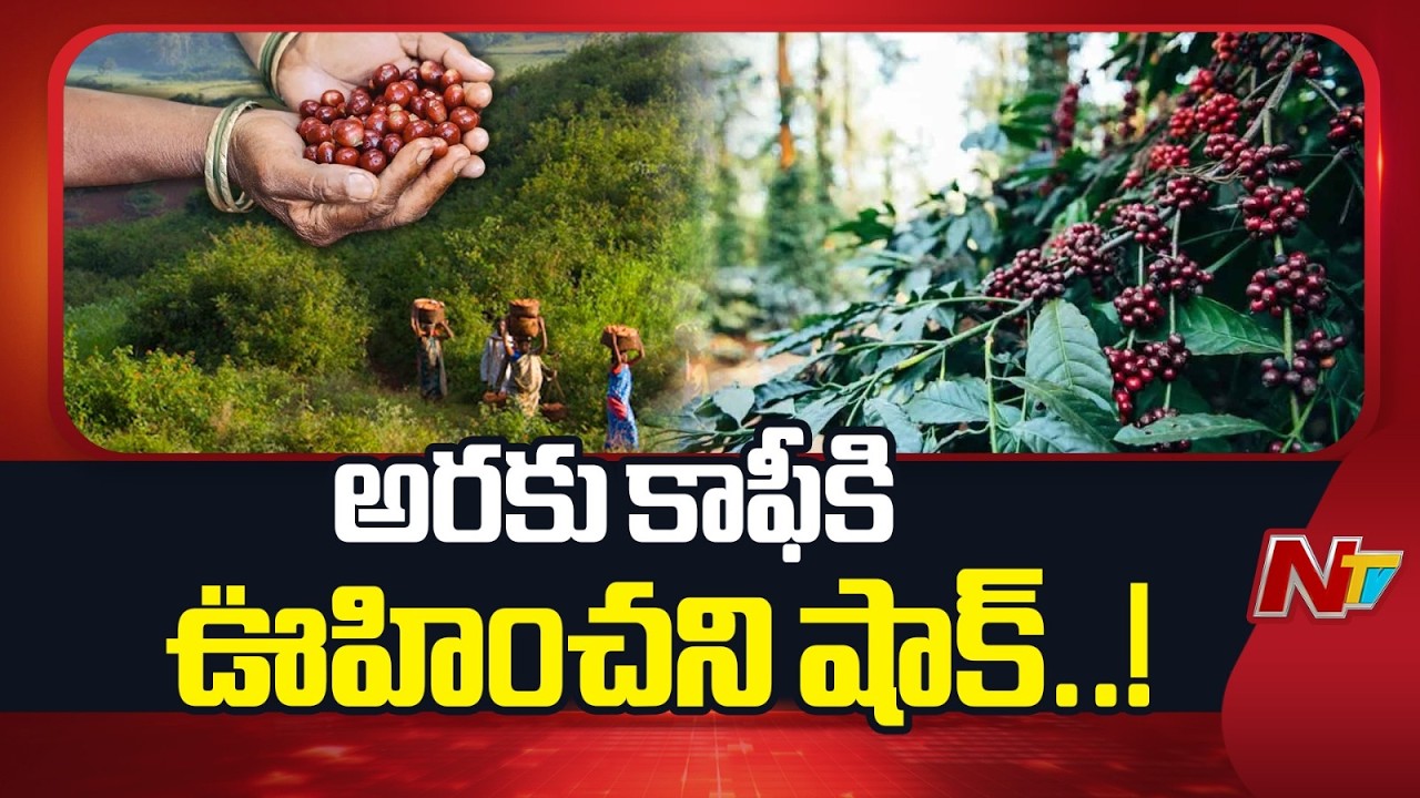 అరకు కాఫీకి ఊహించని షాక్..! ఒక్కసారిగా పడిపోయిన ధరలు | Araku coffee | NTV Telugu