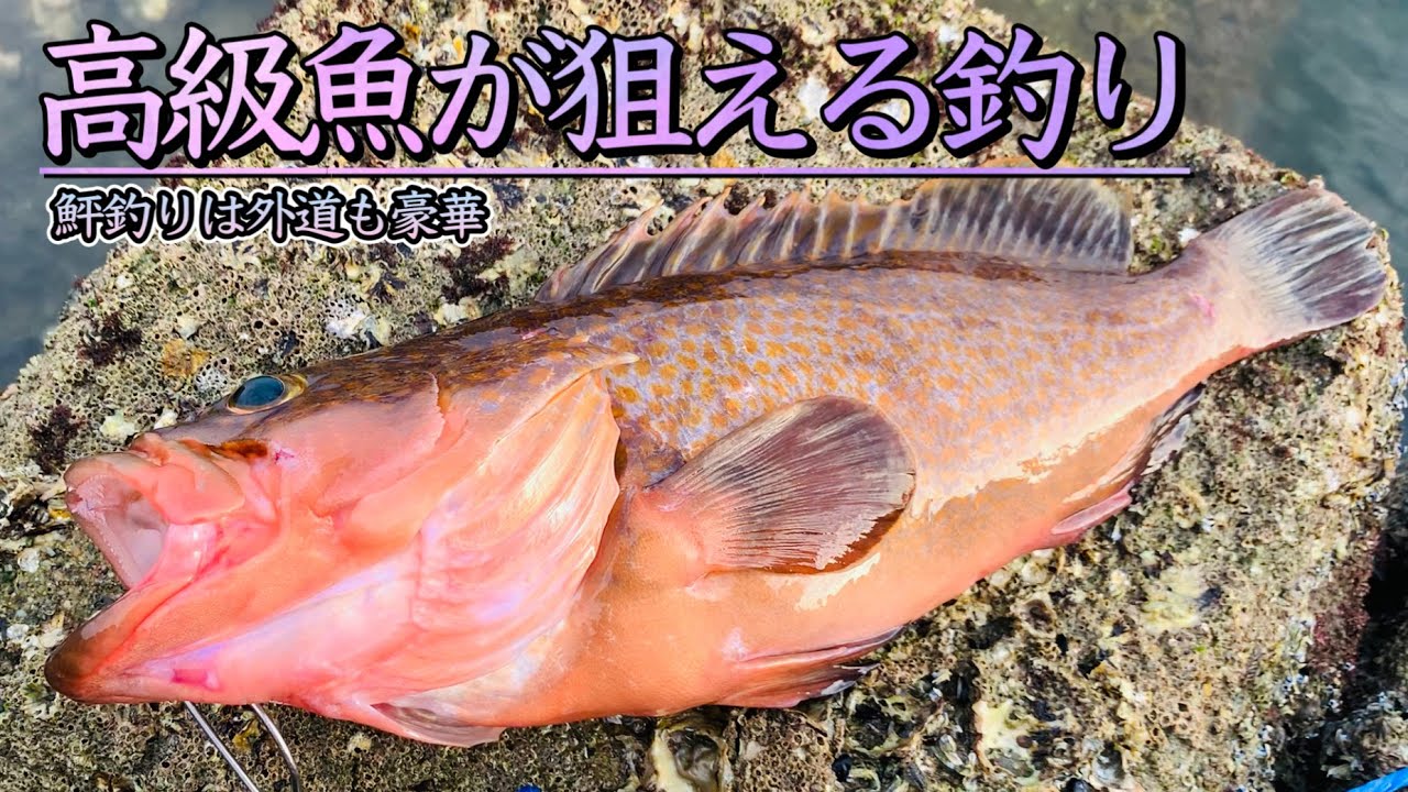 【アコウ釣り】テトラからジグヘッドを投げたら高級魚が釣れる【キジハタ釣り】