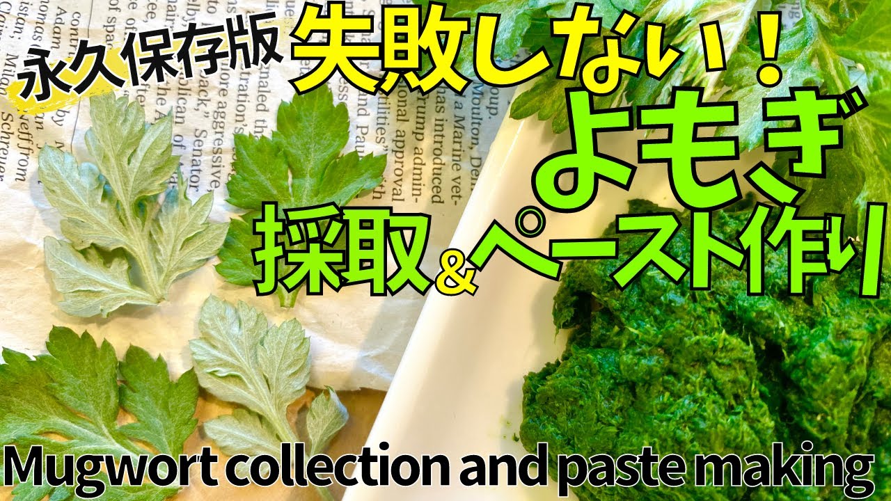 永久保存版！よもぎの見分け方と下ごしらえ　Permanent preservation version! How to distinguish wormwood and preparation
