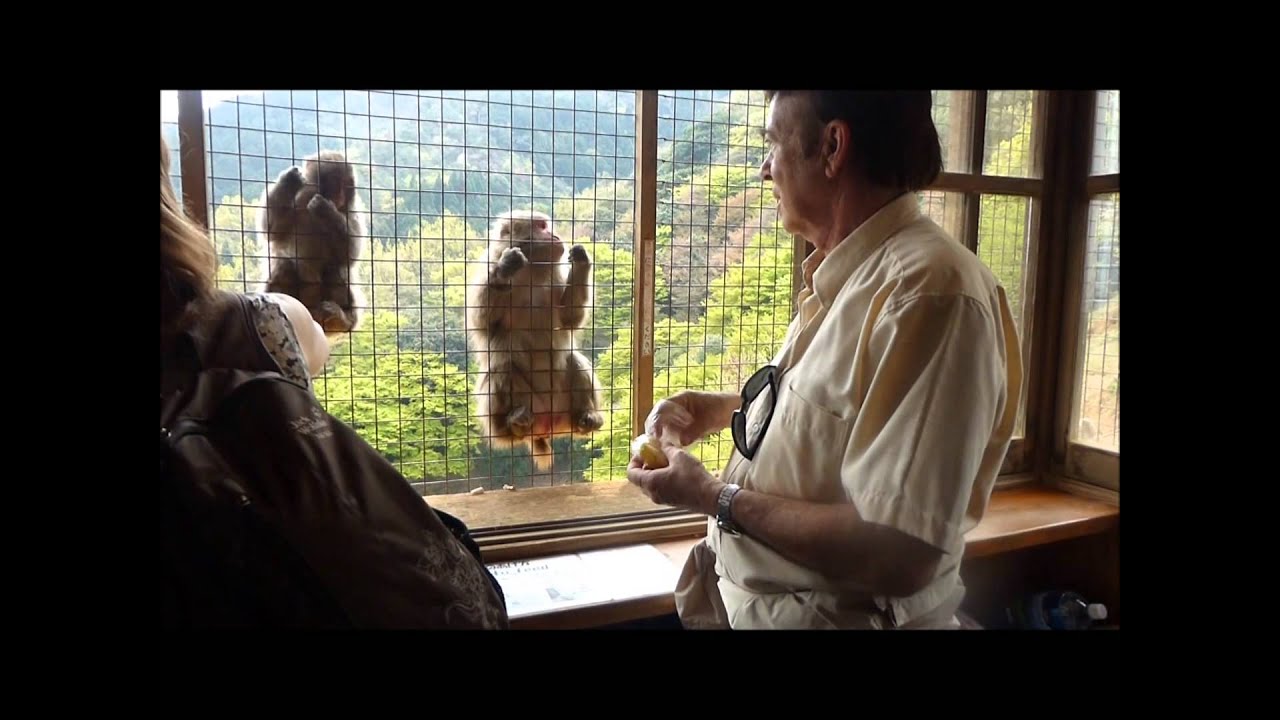Iwatayama Monkey Park