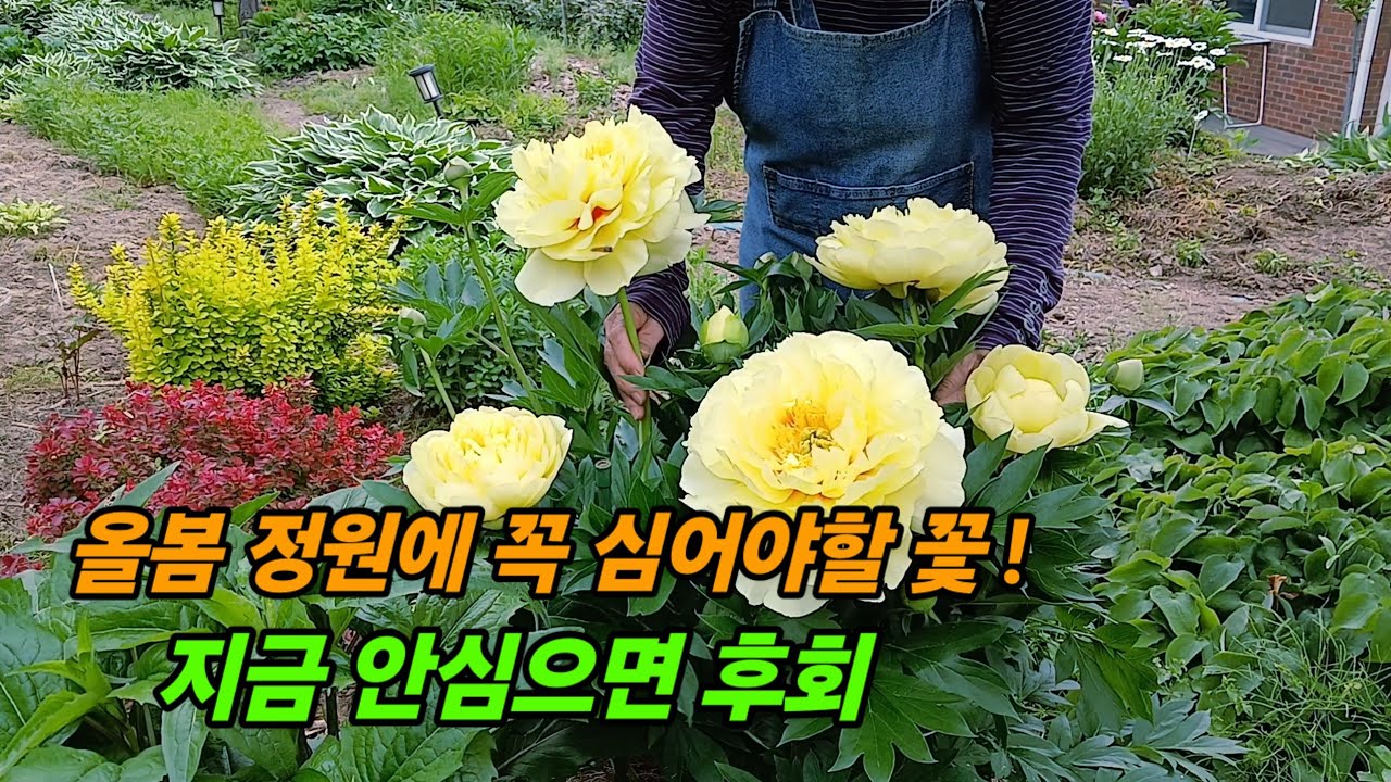 이꽃만 심어도 정원이 확 달라집니다