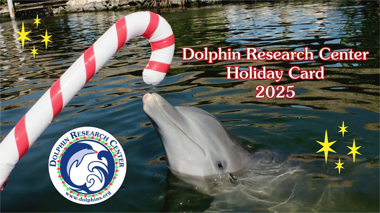 Dolphin Research Center Holiday Card 2025