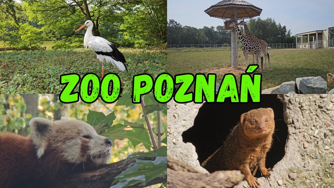 ZOO Poznań z bliska – zwierzęta, które robią wrażenie