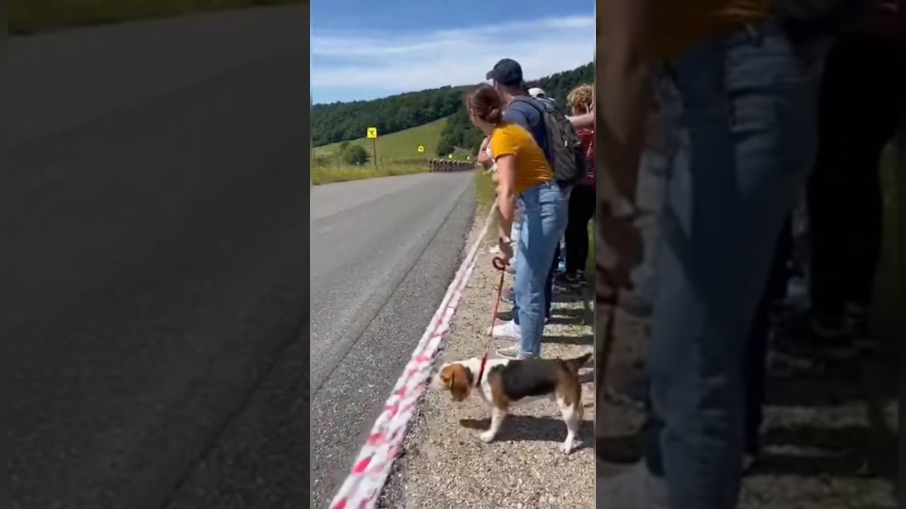 Dog Causes Crash at Tour de France! 🚴&zwj;♂️🐶😱 #shorts