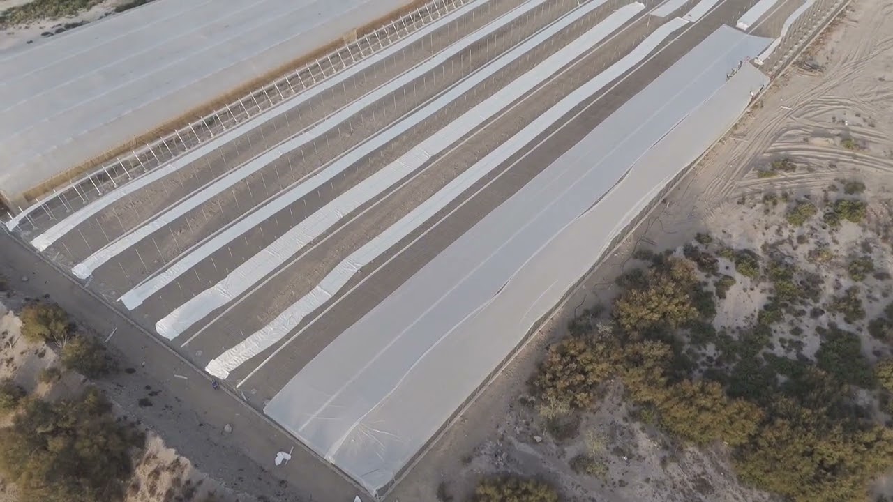 Colocación de plástico en invernade #plastico #invernaderos #españa🇪🇸 #calidad #andalucia 