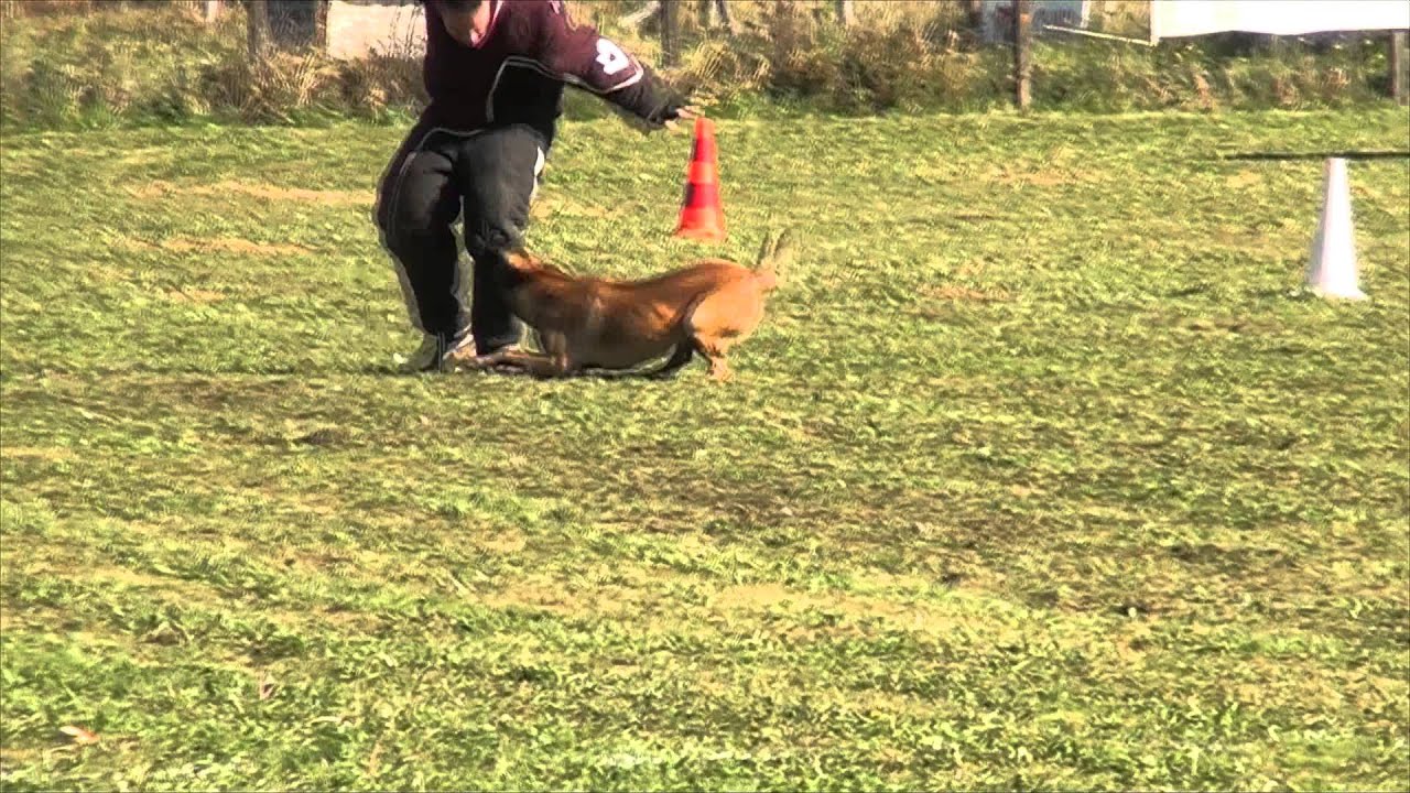 Femelle Malinois Ring 2 FIDJIE de la Forge aux Sept Flammes