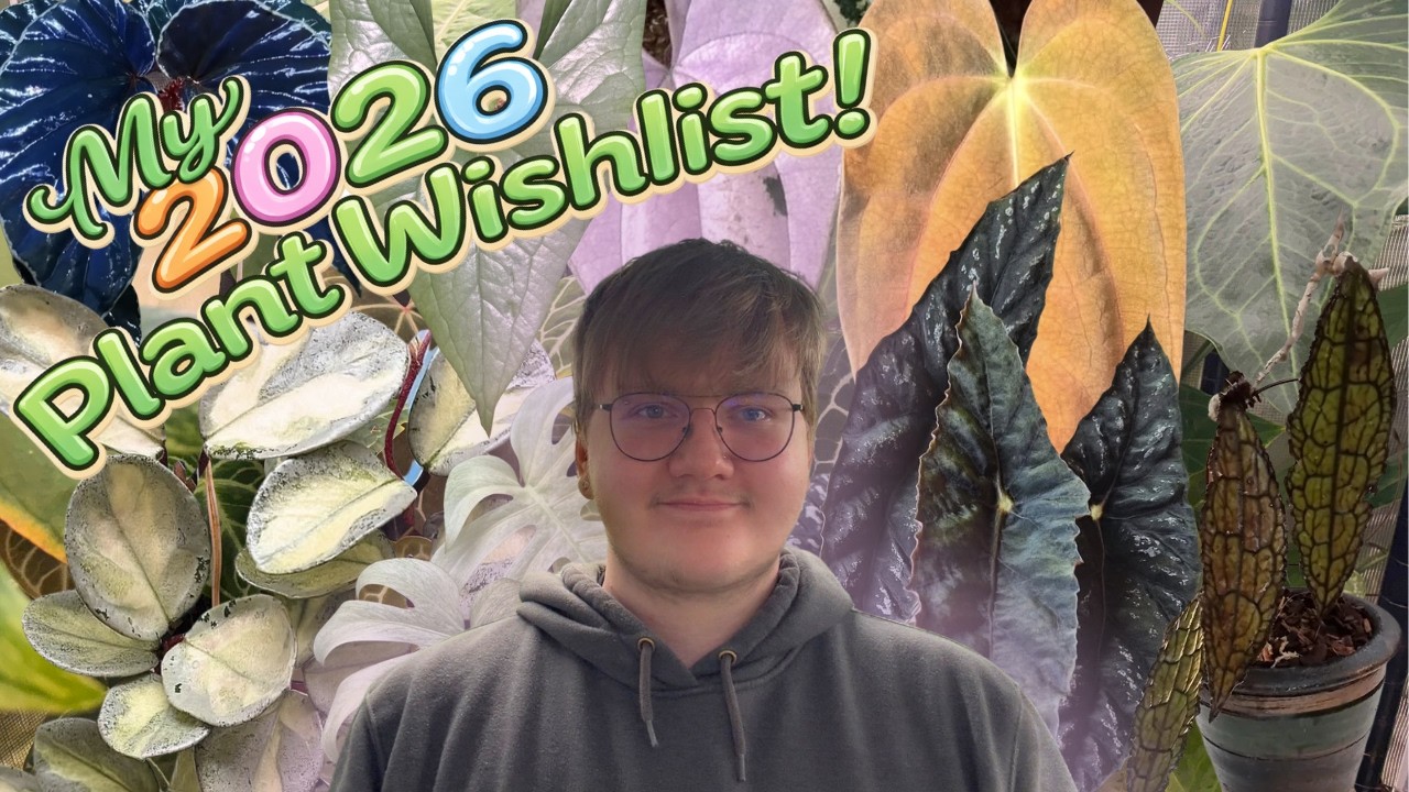 My 2026 Plant Wishlist (My Wallet Is Not Ready)