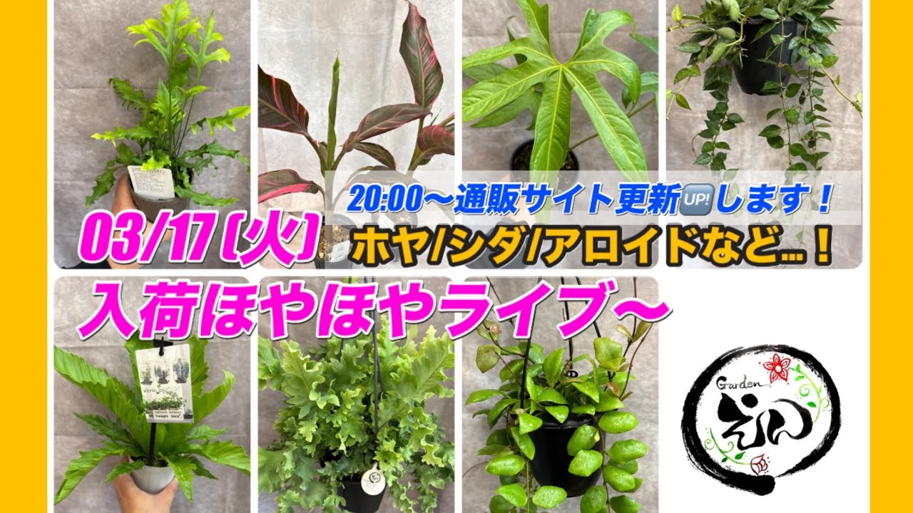 【観葉植物】03/17 仕入れたてほやほや入荷ライブ！！　Garden えん