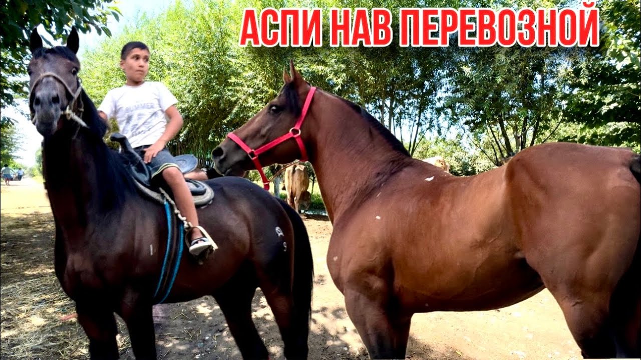 Аспи нав Превозной 🇹🇯15 августа 2024 г.