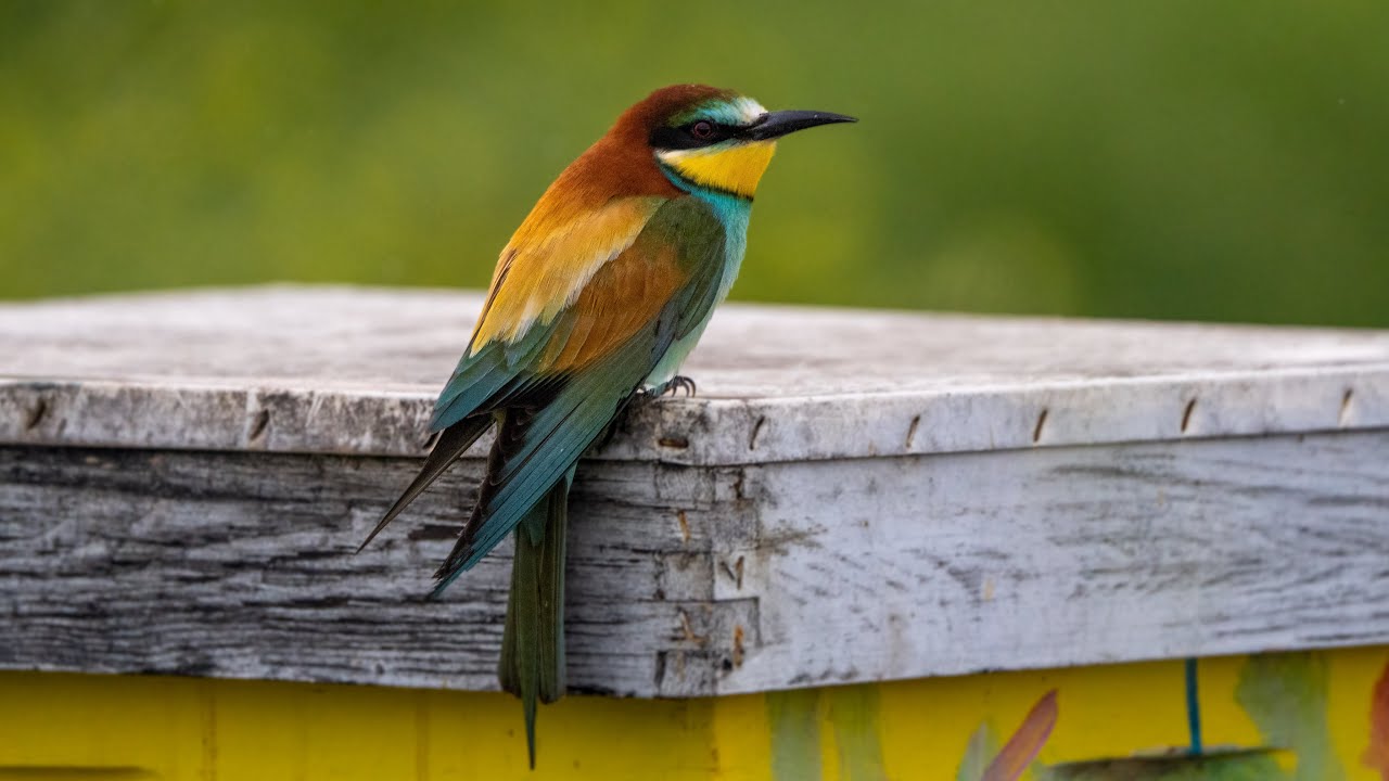 European Bee eaters and Beehives / שרקרקים וכוורות
