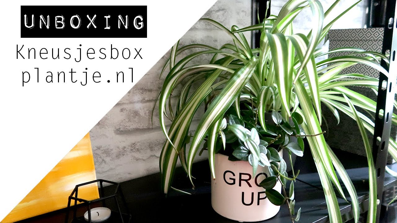 UNBOXING || Kneusjesbox Plantje.nl