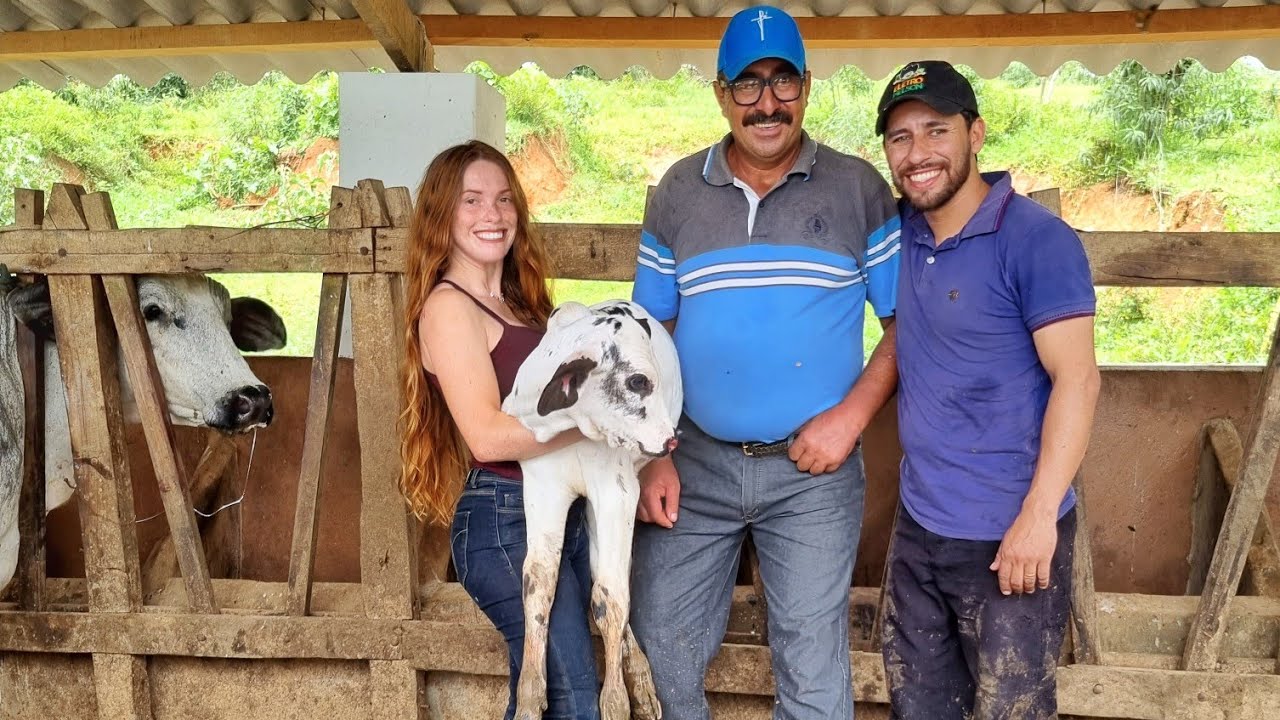 Vaca parida perto do Ribeirão/ Davi tirou leite pela primeira vez/ Histórias, Dicas e muito mais..