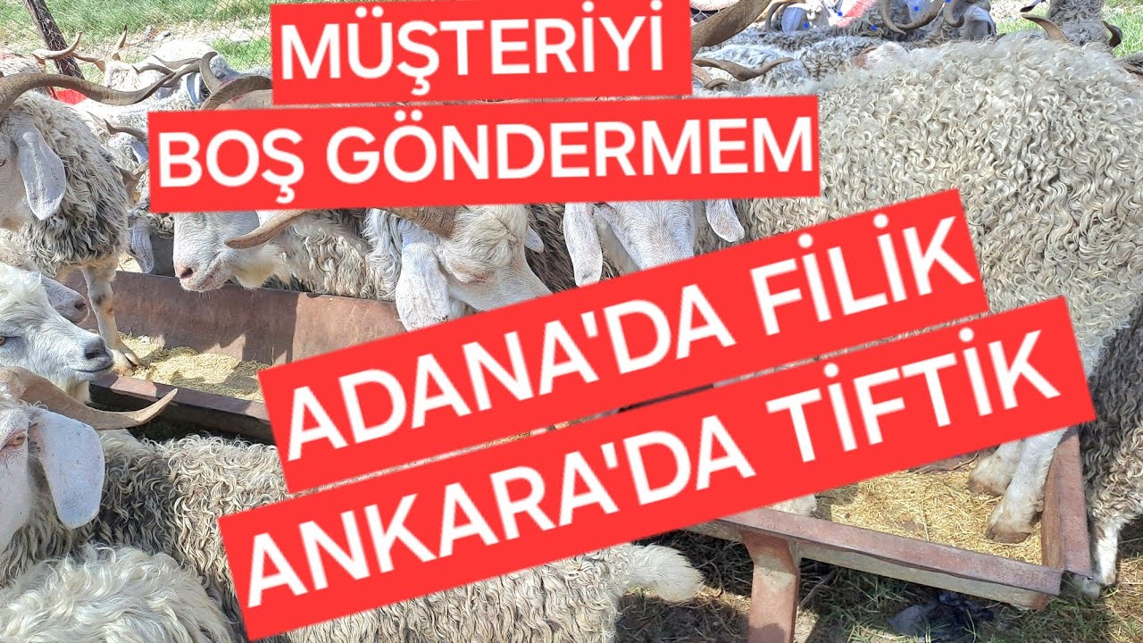 2024 Adana Yüreğir Yavuzlar akıncılar kurbanlık pazarı #koyun #keçi #adanakurbanlıkfiyatları