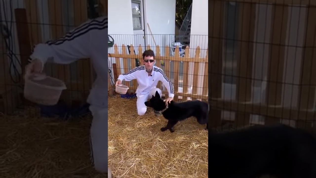 Wolf pup with food aggression part.2 with The Dog Daddy