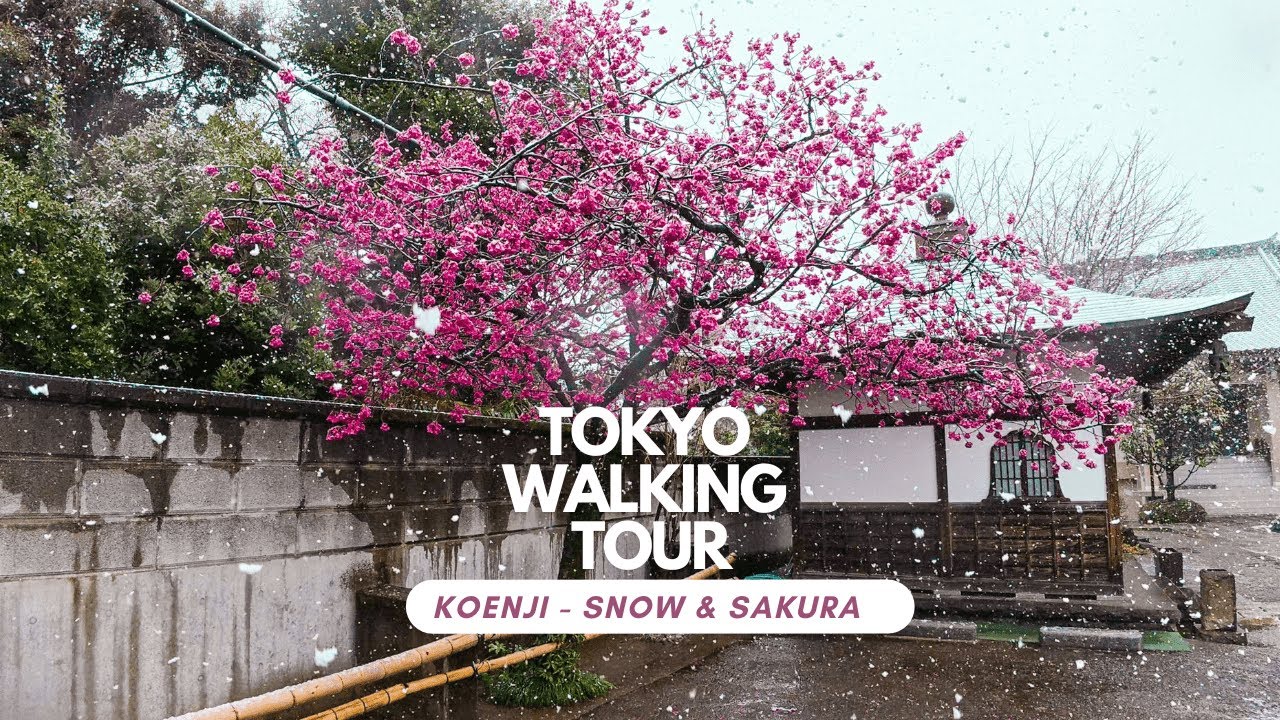 4K Snowy Temple Tour in Koenji with Sakura | Winter Walk Through Tokyo’s Shrines (March 2025)