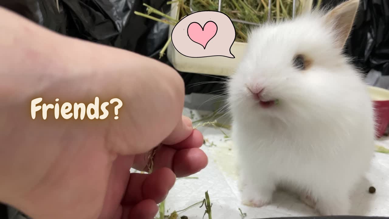 How To Get Baby Bunny To Trust You In 2 Days | Bonding With Baby Eevee