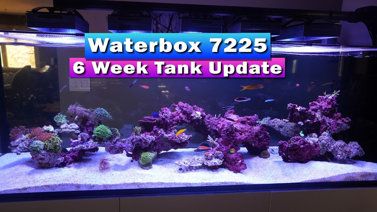 Aktualizacja zbiornika rafowego WaterBox 7225 po 6 tygodniach / zwiedzanie zbiornika