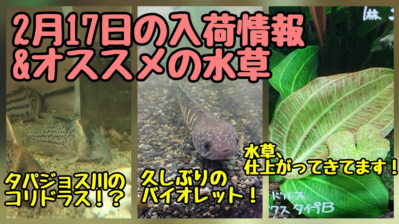 2月17日の入荷情報！&オススメの水草紹介🌿