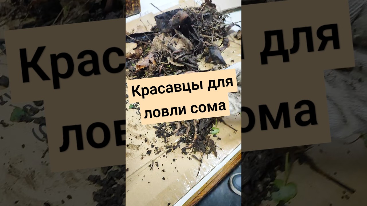 Черви для сома #карп#сом#карась#сазан#днепр#рыбалка#украина#снасти#fishing#fish