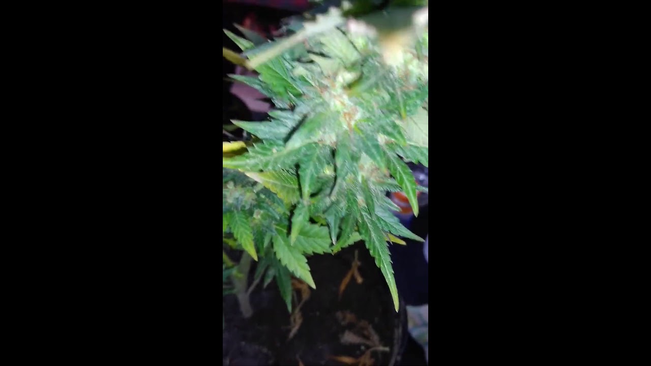 Critical mass autofloreciente floracion 250w