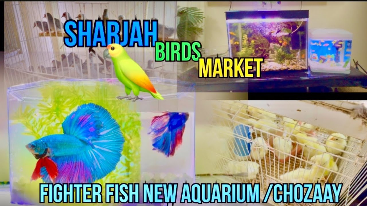 choozay or fighter fish 🐠 Sharjah bird market sa layli || mini aquarium bhi liya ||
