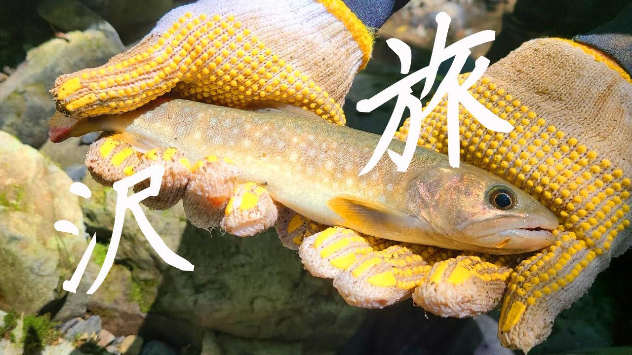 【宮崎県椎葉村】国見岳　上の小屋谷　沢登り【渓流釣り・タープ泊】