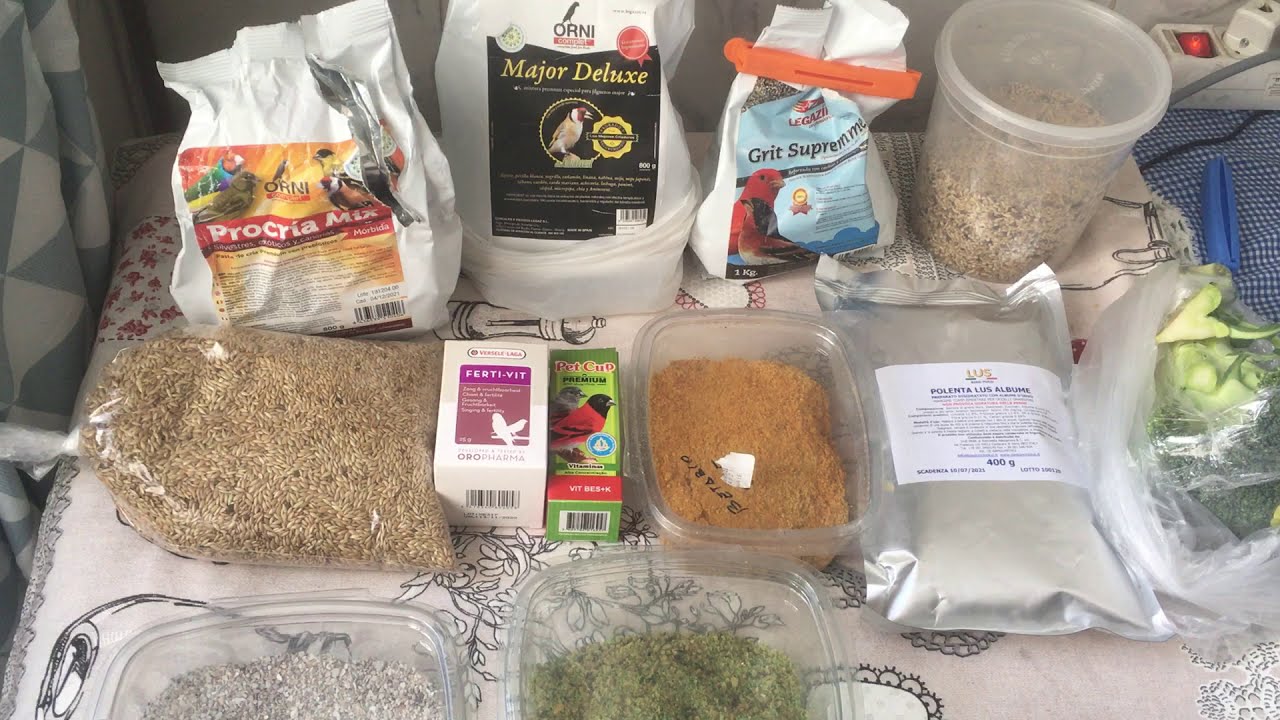 Jilguero cria 2020 alimentos básicos