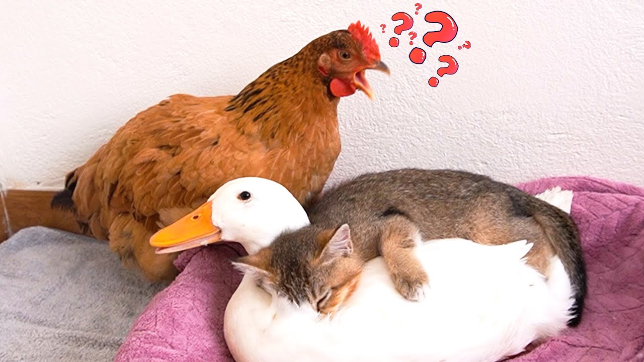 Unbelievable! This Kitten Thinks a Mother Duck Is Its Mom and Just Wants to Sleep with Her!