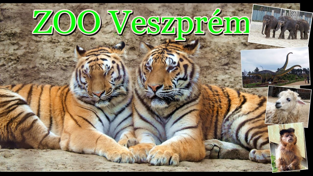 Veszprém ZOO Növény  és Vadaspark