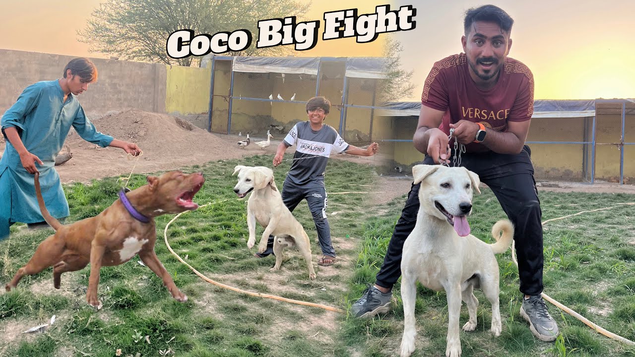 Coco Ki Fight Krwa Di Win Kr Gaya 🥳