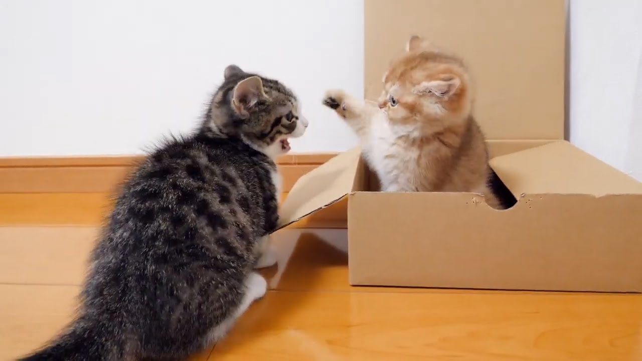 Looking back at kittens Coco and Mimi, who have been in a fierce fight