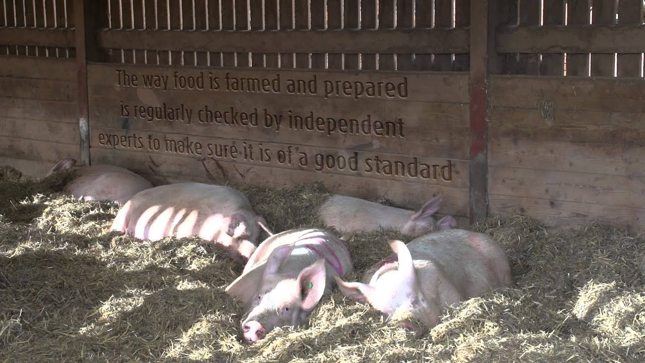 Red Tractor Pig Farmer, Andrew Freemantle