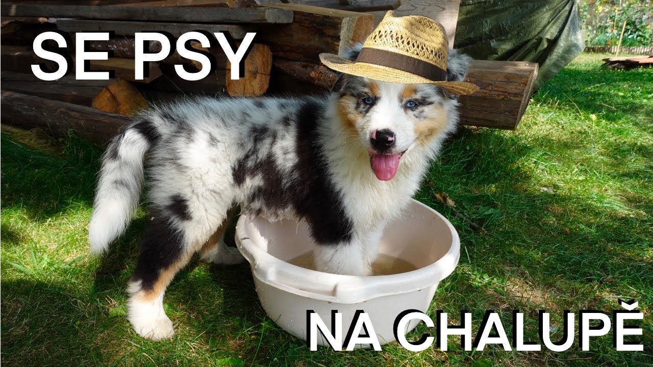 Můj BĚŽNÝ DEN se psy na chalupě 🏡🐶🌞