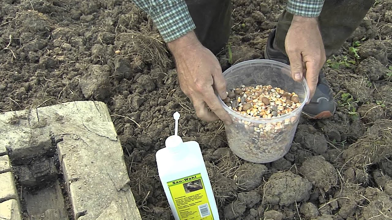 Hagopur Wildschwein-Stopp