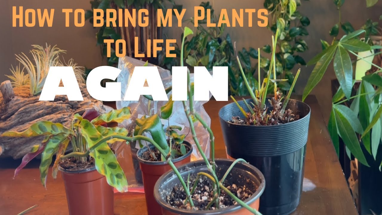 How to Bring Plants Back to Life