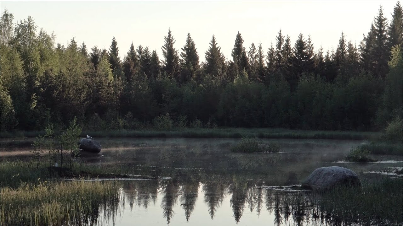 Dawn at a pond