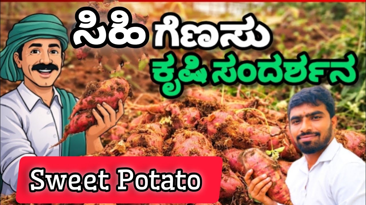 ಸಿಹಿ ಗೆಣಸು ಕೃಷಿ ಸಂದರ್ಶನ|Sweet Potato Agriculture Interview.