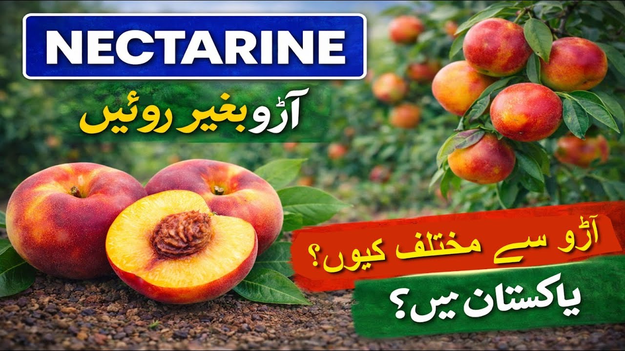 Nectarine vs Peach 🍑 | فرق کیا ہے؟ پاکستان میں ممکن؟
