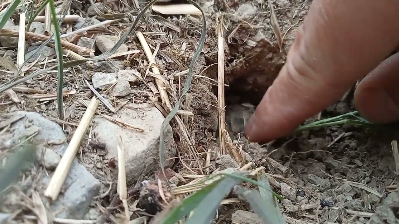Video breve sulla scoperta di due tartarughe e il trucco!💡🐣🐢
