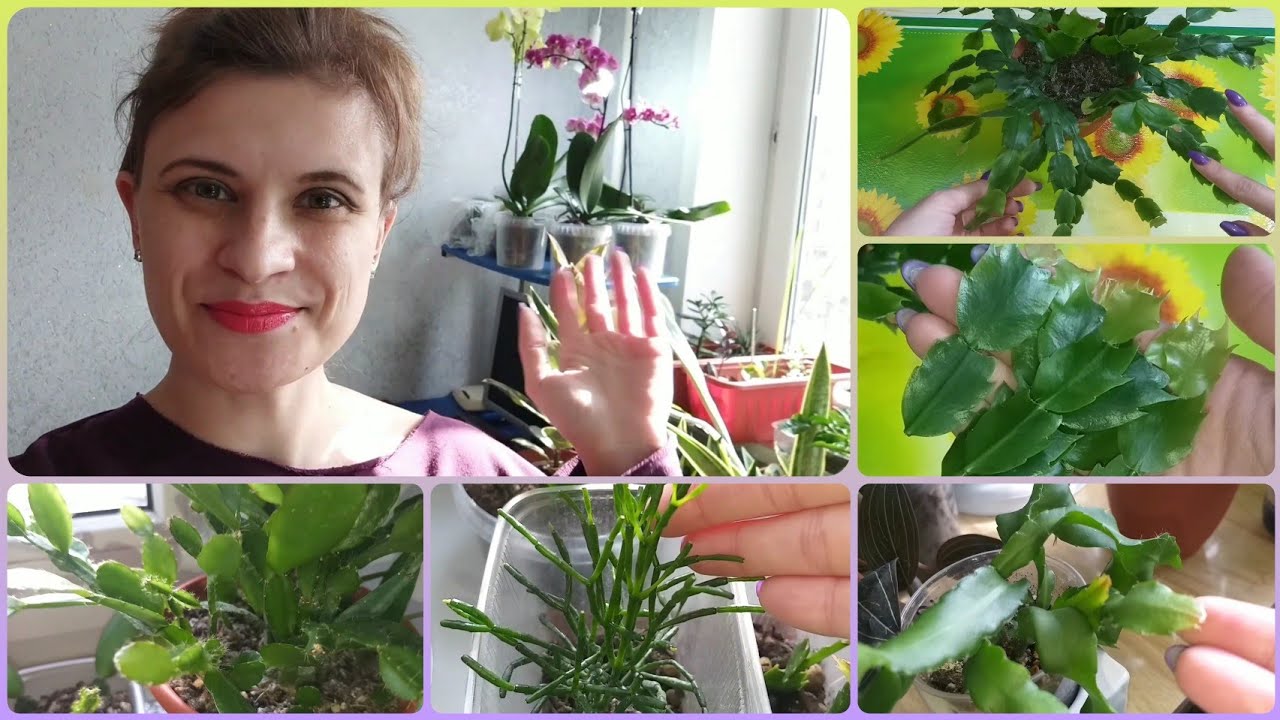 Декабрист (Шлюмбергера)🌱Рипсалидопсис🌷Эпифиллум🌱Хатиора🌷Обзор лесных кактусов в марте🌱Формирование