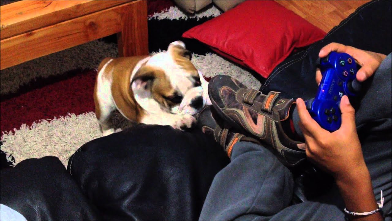 Cachorro Bulldog Inglés 3 meses (Bruno)
