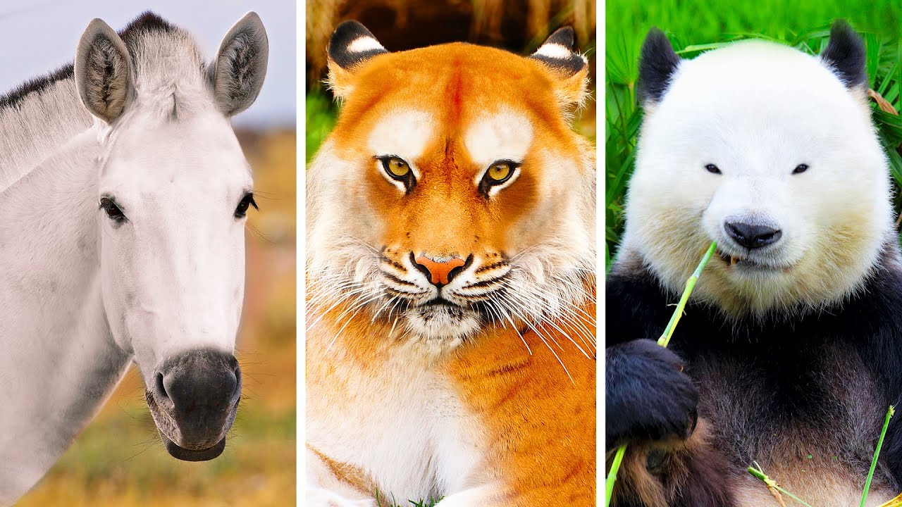 Prova A Riconoscere Questi 20+ Animali Senza I Loro Tratti Distintivi