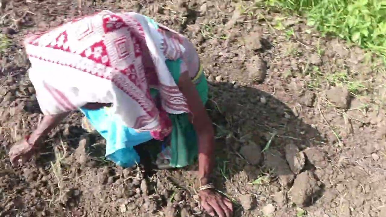 Assam agricultural sector 