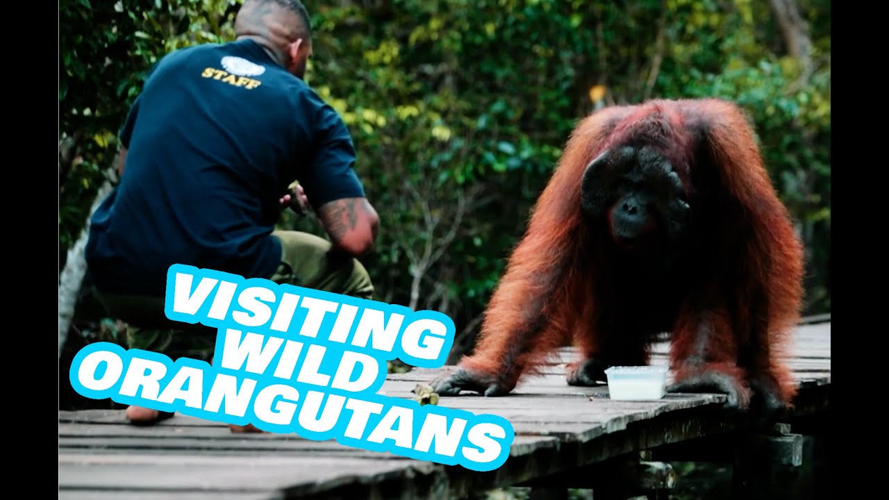 HUGE ADULT MALE WILD ORANGUTAN 