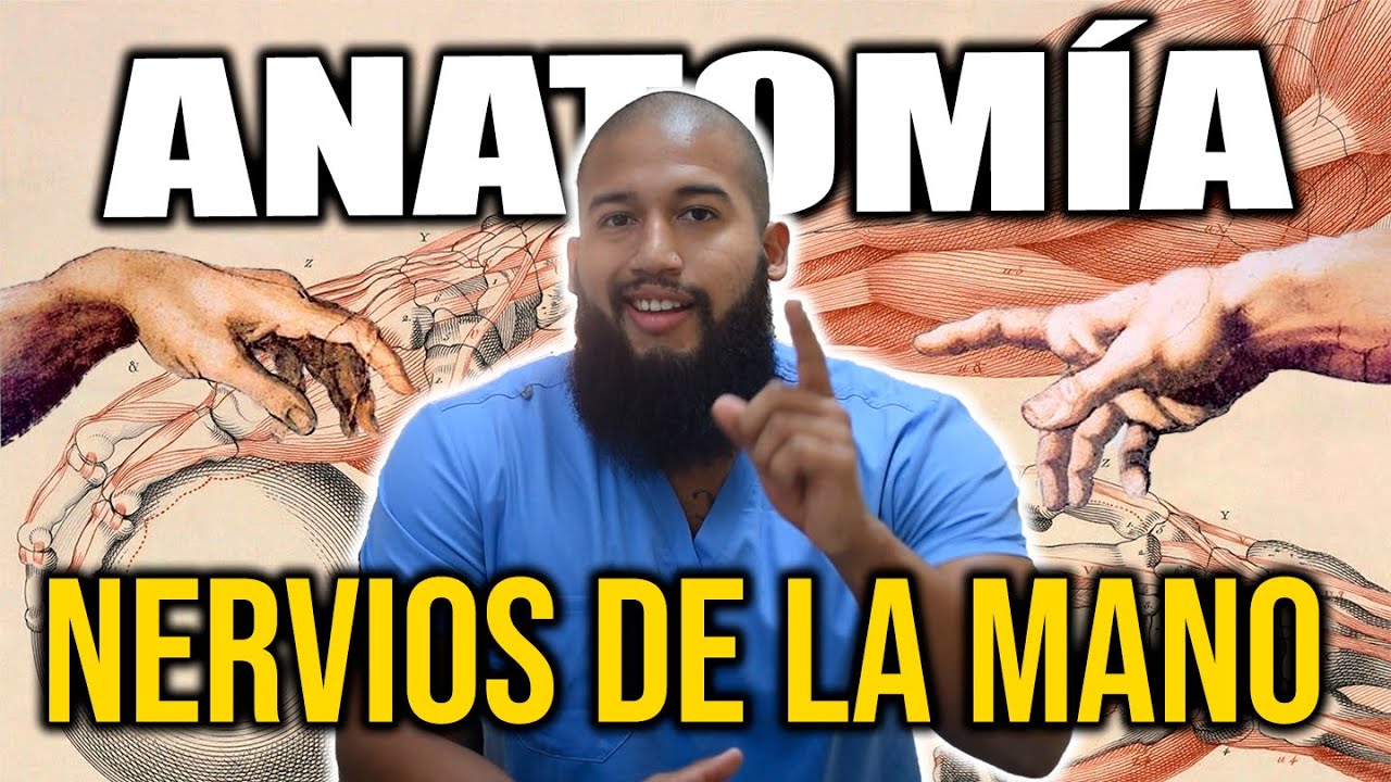 ANATOMÍA - Nervios de la Mano (Inervación Motora, Sensitiva y Simpática)