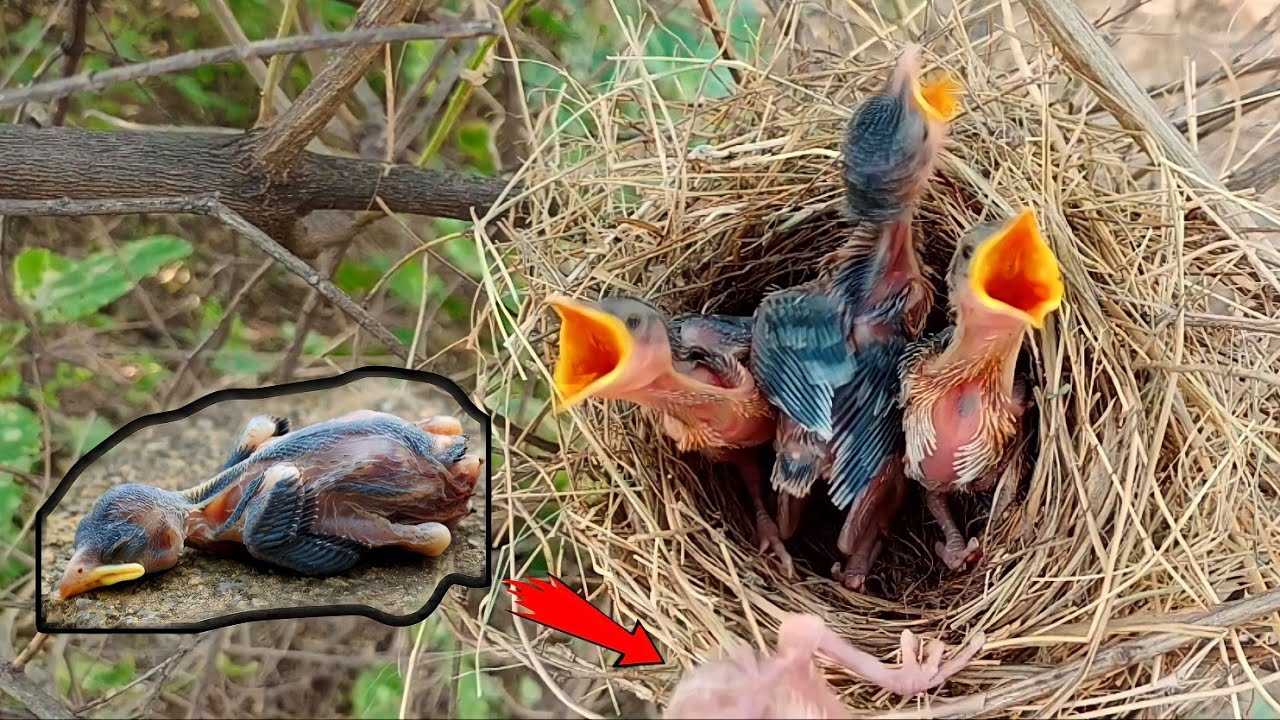 The baby common babbler bird fell down and died || Animals and Birds