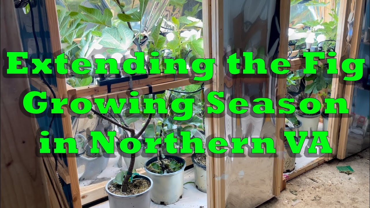 Extending the Fig Growing Season in Northern Virginia