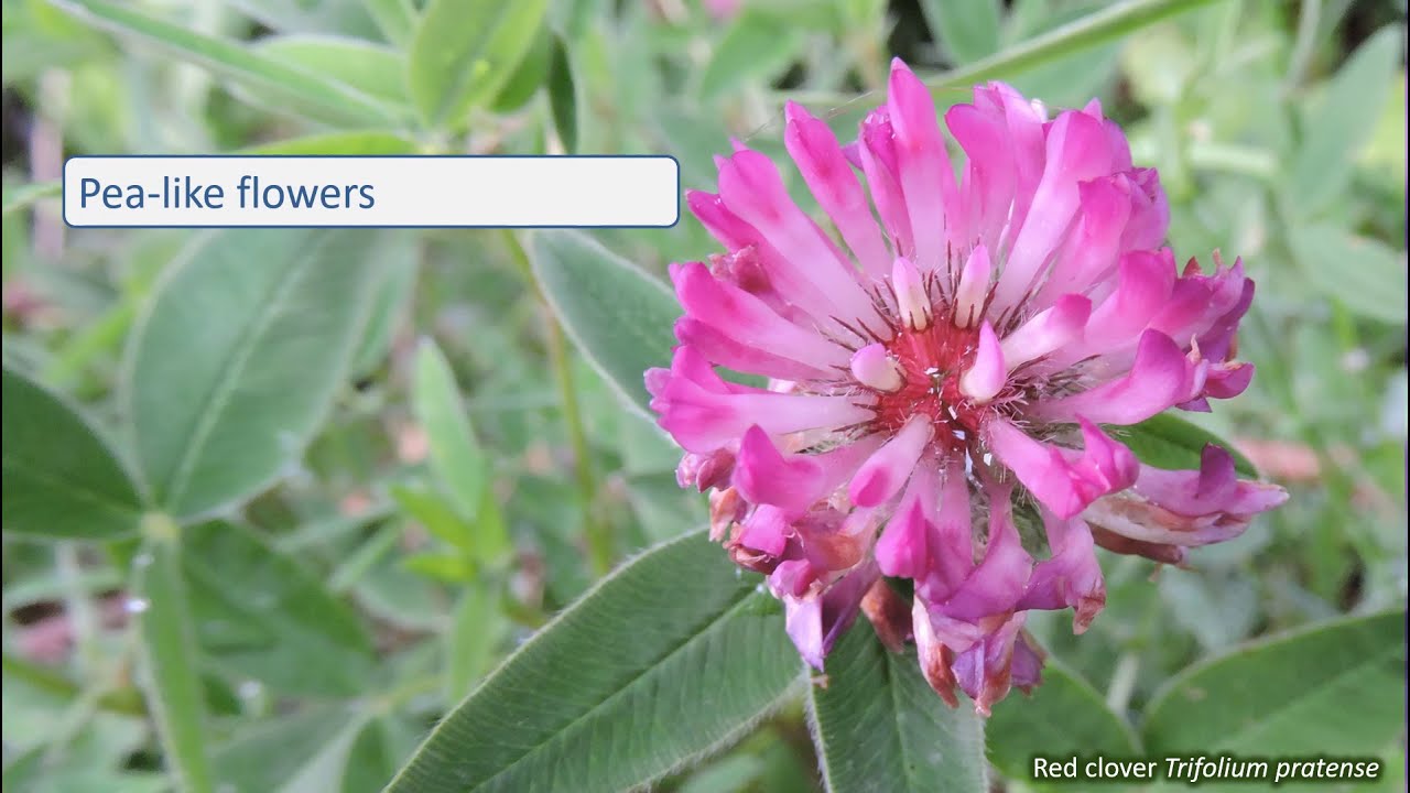 Fabaceae - UK wildflowers - Five-minute families
