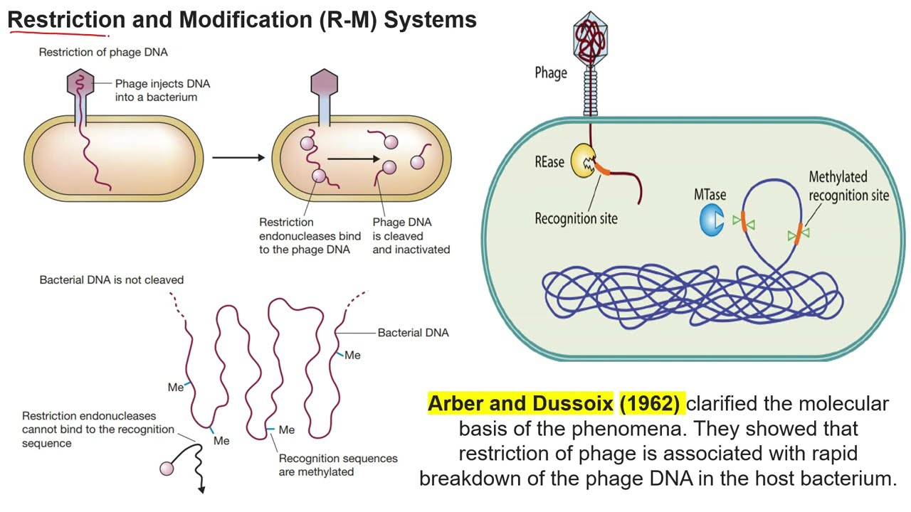 Why restriction endonucleases are called so II Restriction-Modification System of Prokaryotes