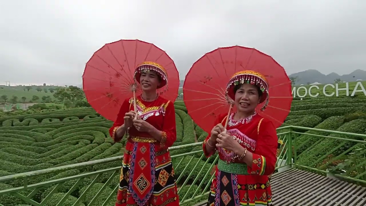ĐỒI CHÈ TRÁI TIM MỘC CHÂU